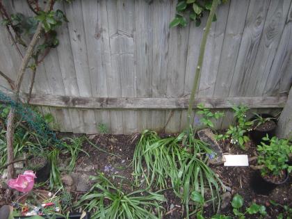 イギリスの片隅で庭仕事 庭の問題 日向のフェンス