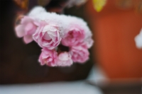 141218om50f1.402
