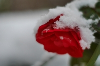 141218om50f1.403