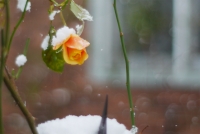 141218om50f1.404