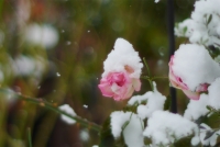 141218om50f1.405