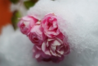 141218om50f1.401