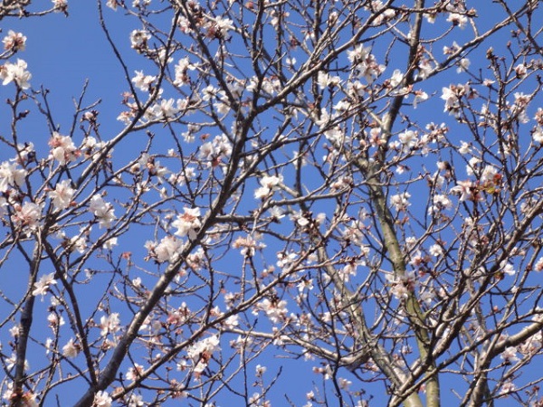 sakura.jpg