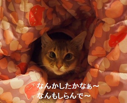 P1310439a.jpg