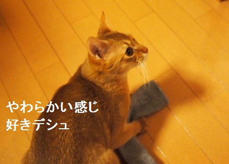 P1310445a.jpg