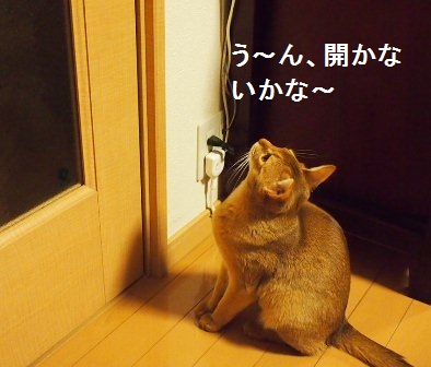 P2080501a.jpg