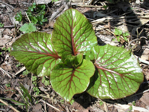 120420-ouba.jpg