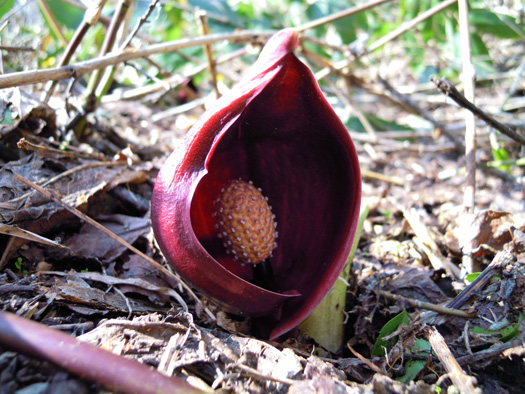120425-11.jpg