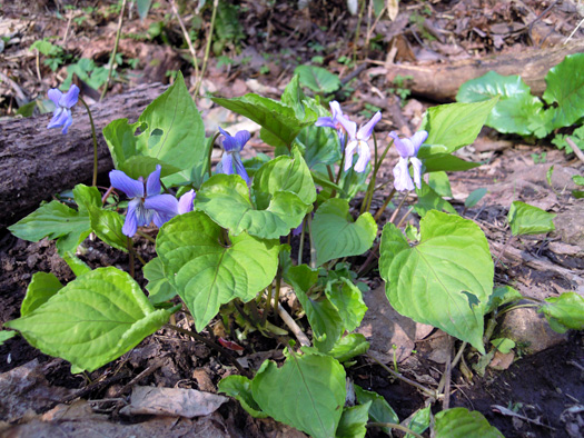 120427-11.jpg