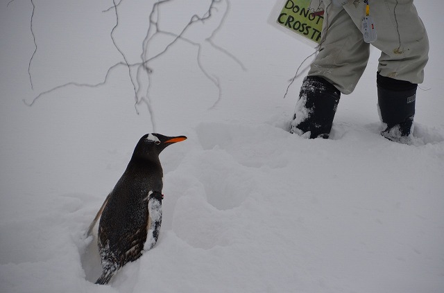 Gentoo08
