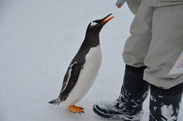 Gentoo16