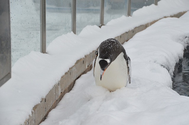Gentoo38