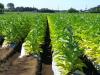 800px-Tabaco-field,katori-city,japan