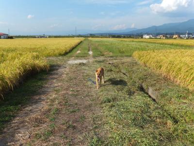 犬
