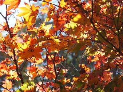 紅葉