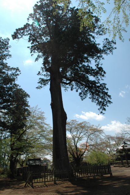 境内の大杉
