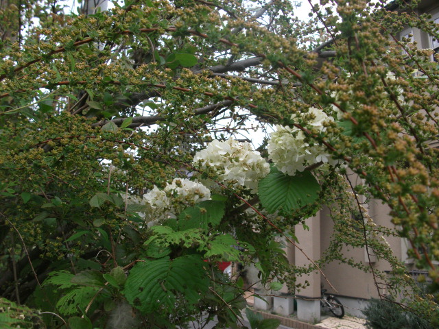 DSCF2004.jpg