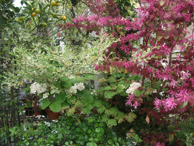 DSCF2005.jpg