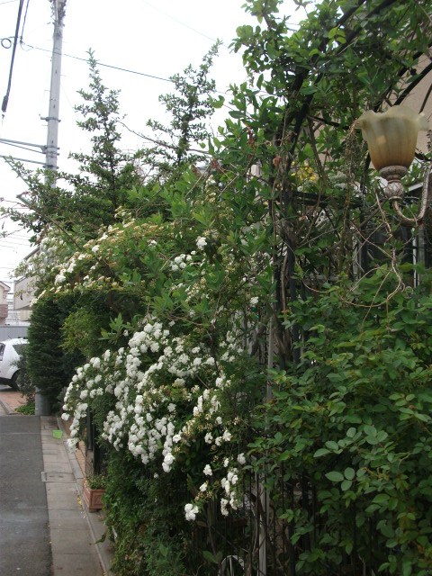 DSCF2006.jpg