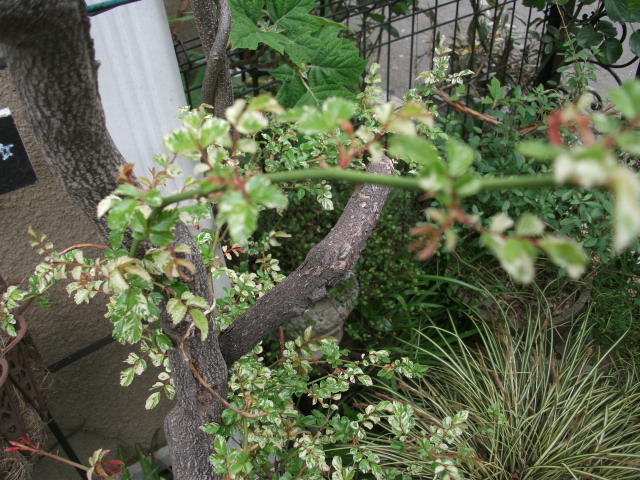 DSCF2012.jpg