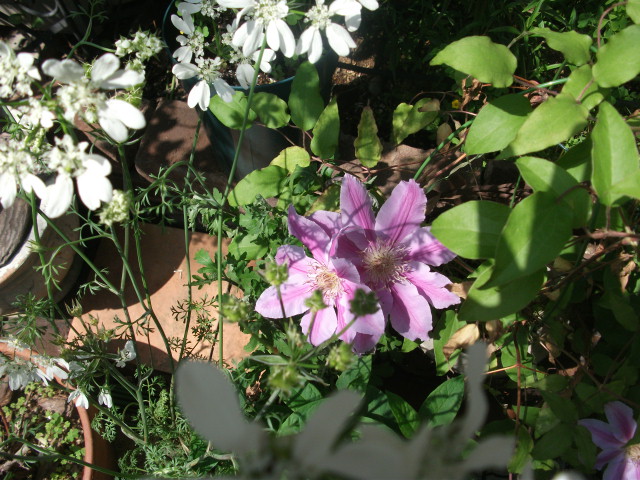 DSCF2161.jpg