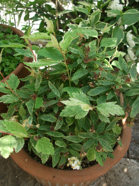 DSCF2163.jpg