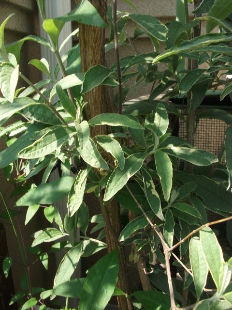 DSCF2164.jpg