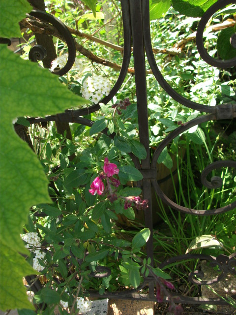 DSCF2166.jpg