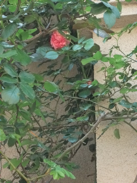DSCF2167.jpg