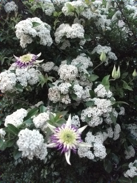 DSCF2328.jpg