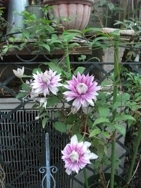 DSCF2330.jpg