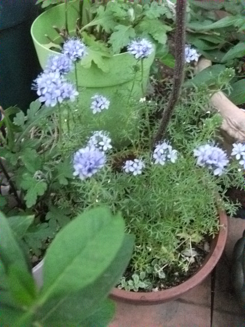DSCF2332.jpg