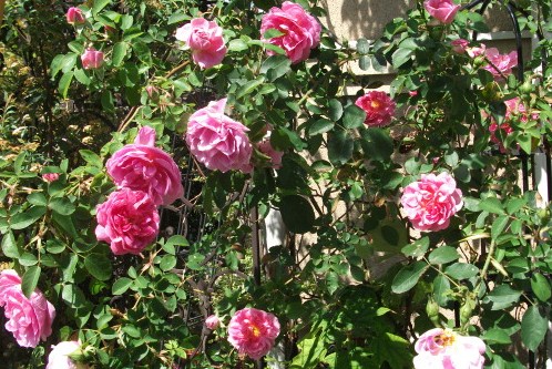 DSCF2373.jpg