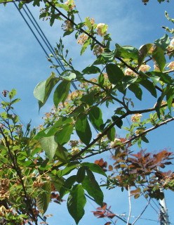 DSCF2376.jpg