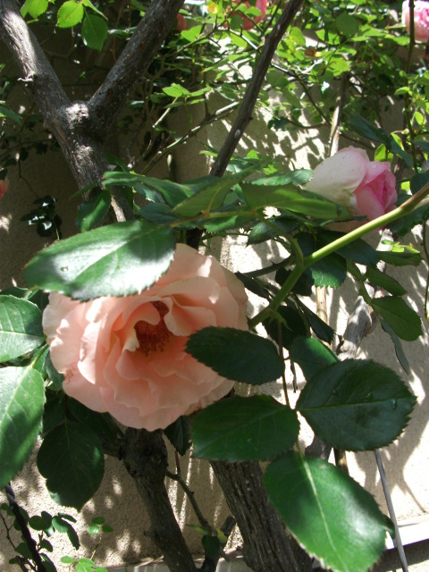 DSCF2380.jpg