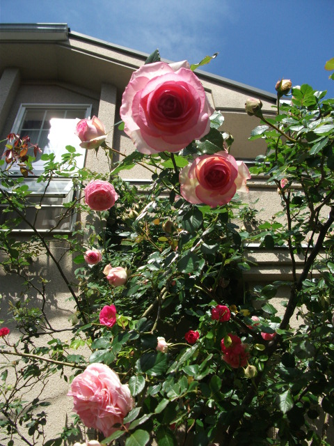 DSCF2381.jpg