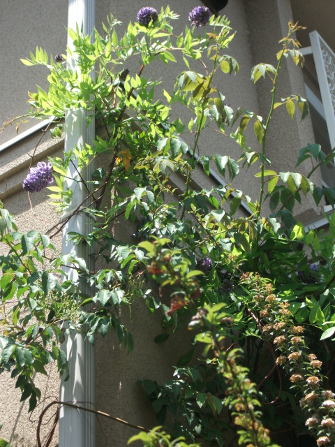 DSCF2382.jpg