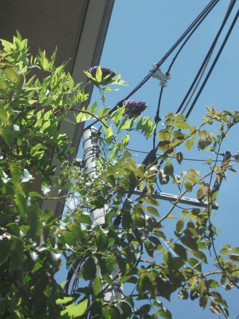 DSCF2383.jpg