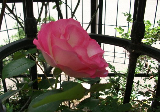 DSCF2386.jpg
