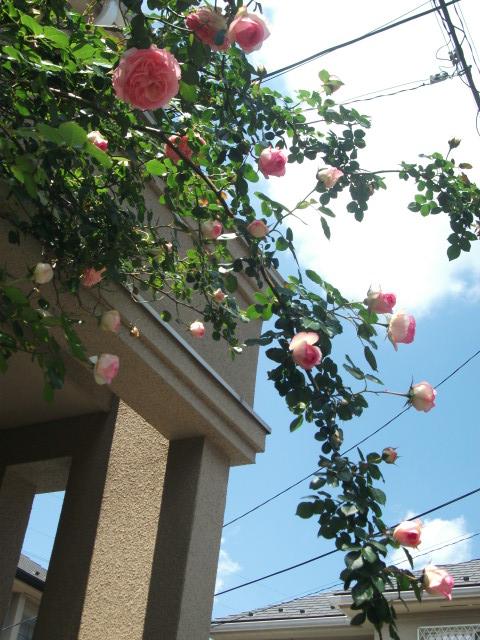 DSCF2390.jpg
