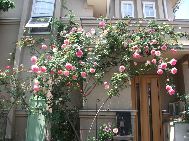 DSCF2426.jpg