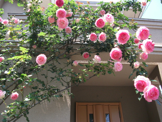 DSCF2427.jpg