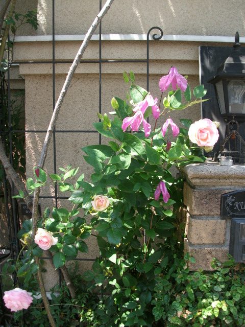 DSCF2428.jpg