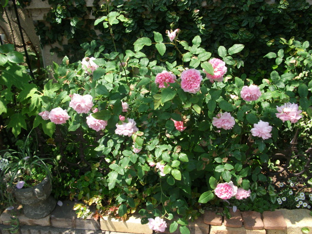 DSCF2429.jpg