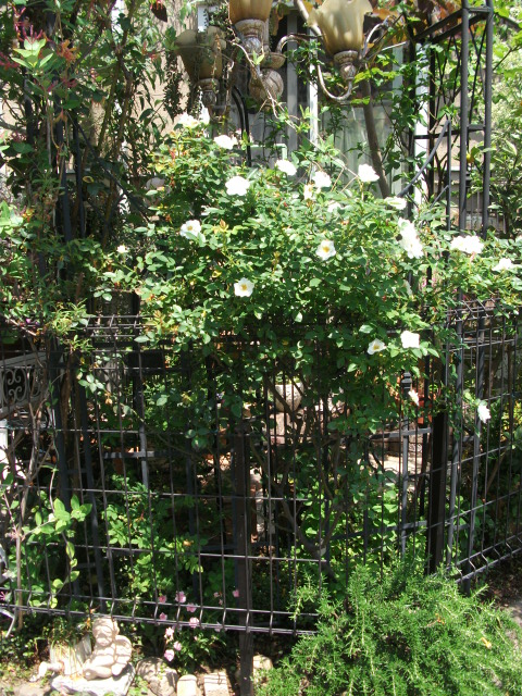 DSCF2430.jpg