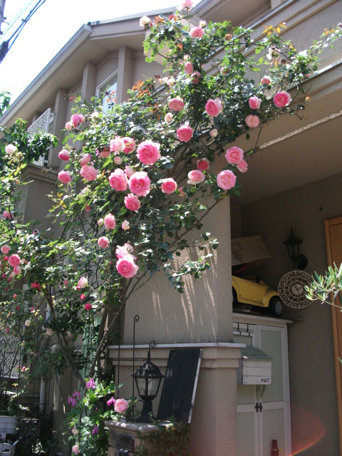 DSCF2449.jpg
