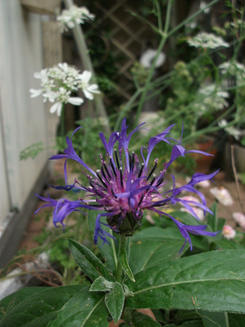 DSCF2641.jpg
