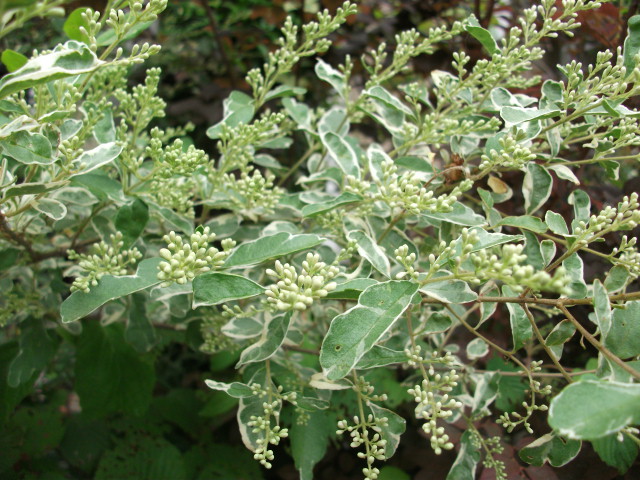 DSCF2645.jpg