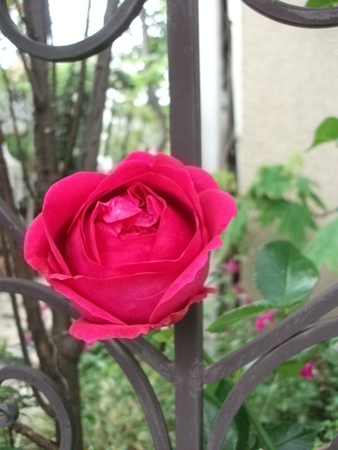 DSCF2647.jpg