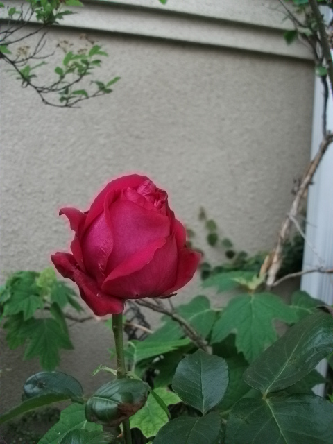 DSCF2648.jpg